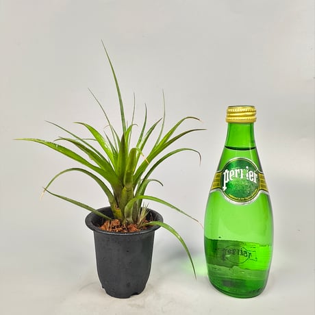 Aechmea recurvata var. benrathii stoloniferus ex SN