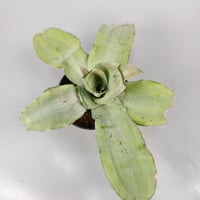 Cryptanthus 'Green Peach'