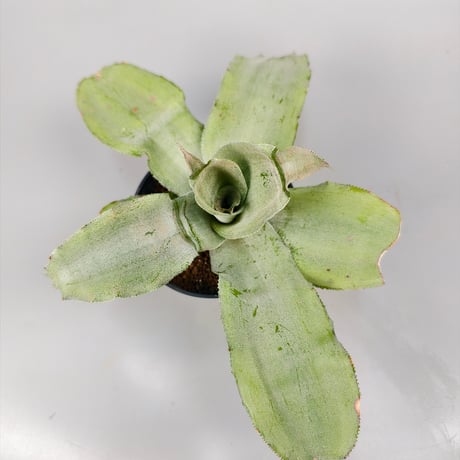 Cryptanthus 'Green Peach'