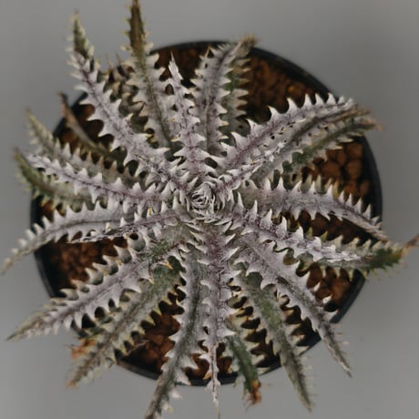 Dyckia Taiyo × Diamond Praw #SN02