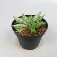 Sansevieria Nilin from Yoky plant
