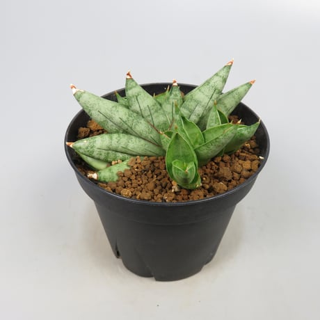 Sansevieria Nilin from Yoky plant