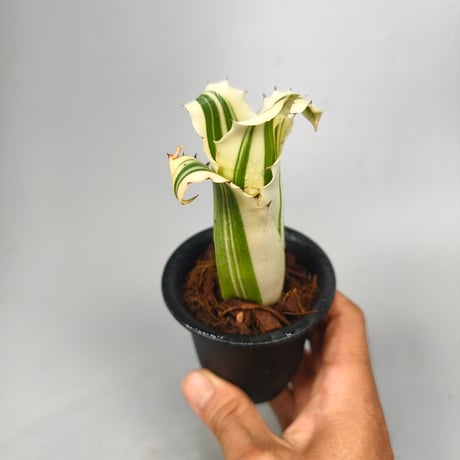 Hohenbergia Karla (BCR11568) ex Hermann Prinsler