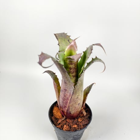 Hohenbergia sp.357