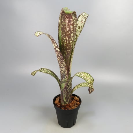 Billbergia 'Casa Blanca' (BCR750)