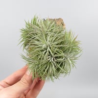 Tillandsia 'Pleiades' cv. of ionantha (Clump)