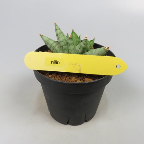 Sansevieria Nilin from Yoky plant