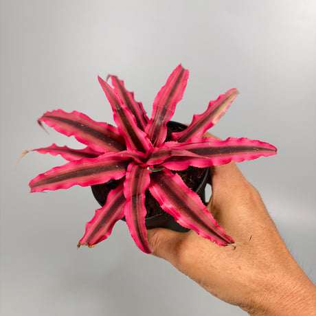Cryptanthus bivittatus 'Power Pink' ex WICHA