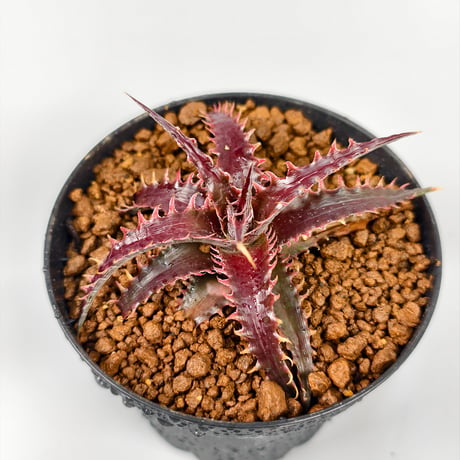 Dyckia 'Pink Millipede'