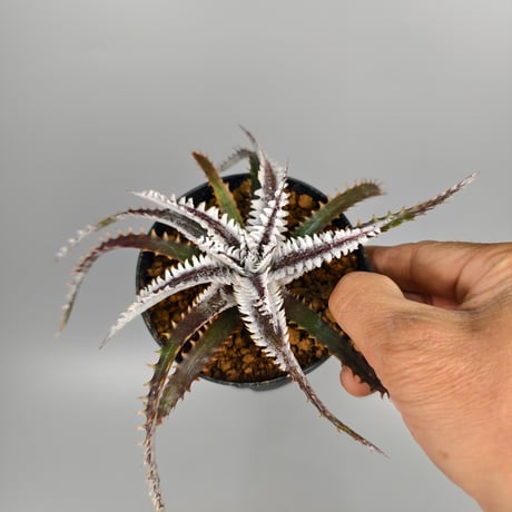 Dyckia Tartaria