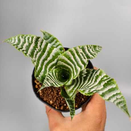 Cryptanthus 'Betty'