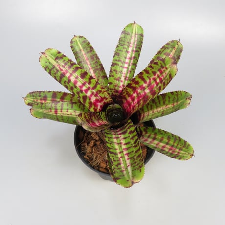 Neoregelia 'Whirlwind' Bromeliad Cultivar Register (11247)