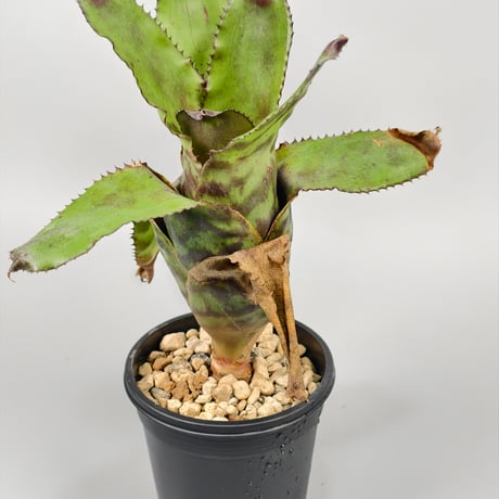 Canistrum vania leme cv. auratum