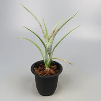 Neoregelia pauciflora Scurfy clone (White form)