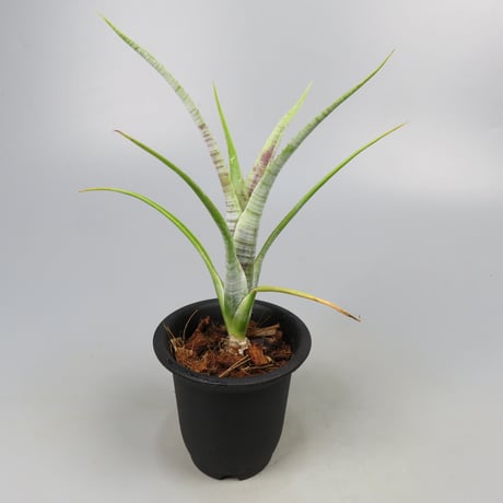 Neoregelia pauciflora Scurfy clone (White form)