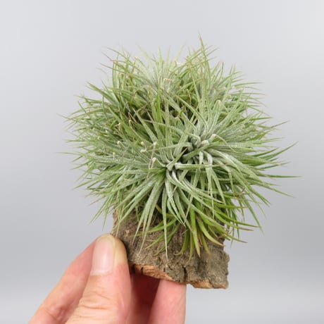 Tillandsia 'Pleiades' cv. of ionantha (Clump)