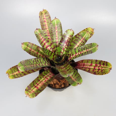 Neoregelia 'Whirlwind' Bromeliad Cultivar Register (11247)