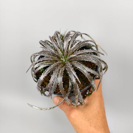 Dyckia choristaminea x Dakota ex Satith