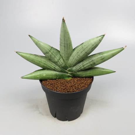 Sansevieria Milky way from Yoky plant