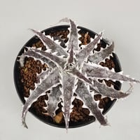 Dyckia Evil Wing Otto Bromeliad Hybrid