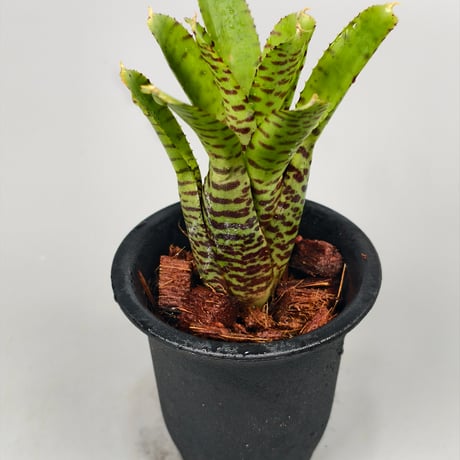 Neoregelia punctatissima Yellow