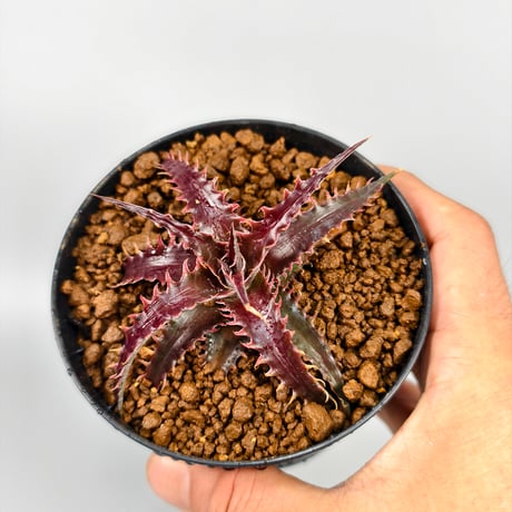 Dyckia 'Pink Millipede'
