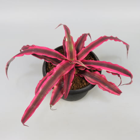 Cryptanthus bivittatus 'Power Pink' ex WICHA