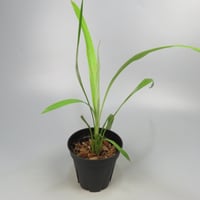 Pitcairnia smithiorum