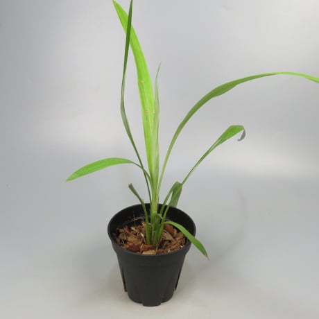 Pitcairnia smithiorum