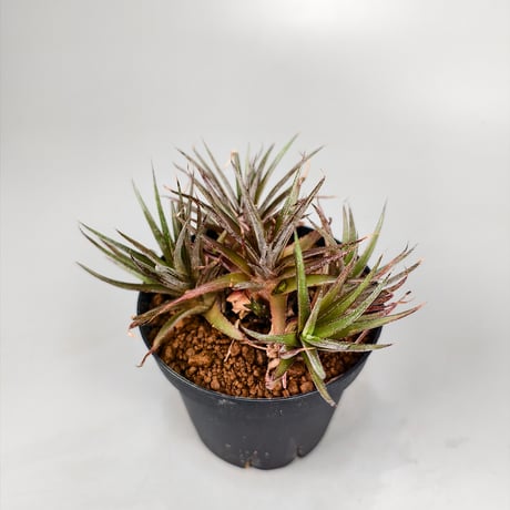 xDyckophytum Dyckia hedingii spineless x Orthophytum (Mutation)
