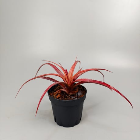 Aechmea recurvata f.rubra