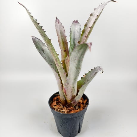 Hohenbergia Black Fujin