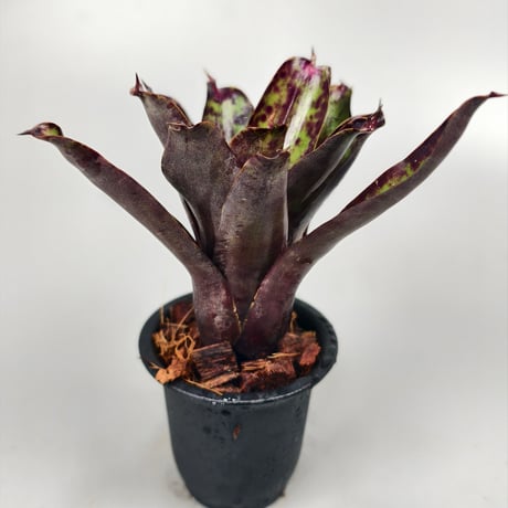 Neoregelia Ariel　Bromeliad Cultivar Register (2971)