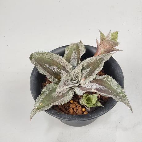 Cryptanthus 'Racing Stripes' Bromeliad Cultivar Register (1985)
