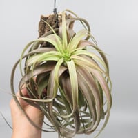 Tillandsia 'Love Knot'