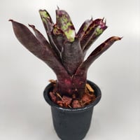 Neoregelia Ariel　Bromeliad Cultivar Register (2971)