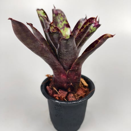 Neoregelia Ariel　Bromeliad Cultivar Register (2971)
