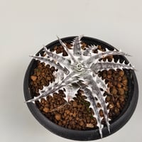 Dyckia Little Wing Bromeliad Cultivar Register (16648) Otto Bromeliad Hybrid