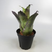 Hohenbergia leopoldo-horstii Black form