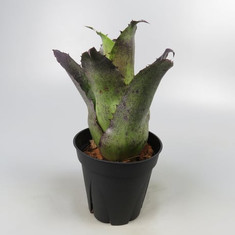 Hohenbergia leopoldo-horstii Black form