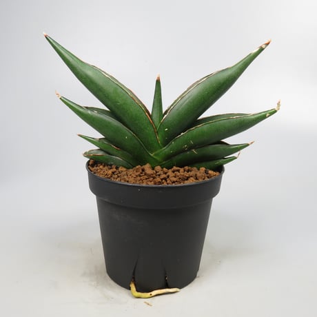 Sansevieria Sawasdee