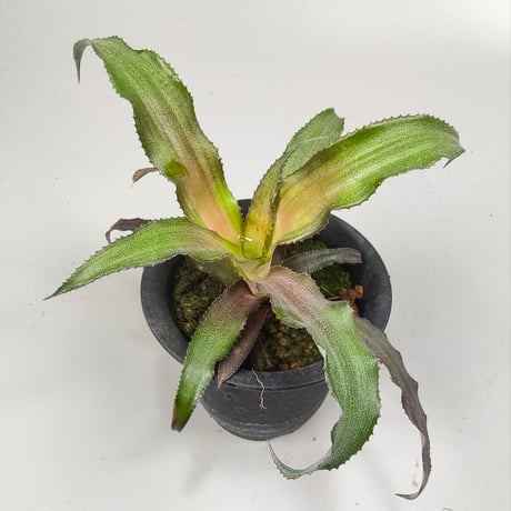 Cryptanthus 'Pixie' Bromeliad Cultivar Register (1970)
