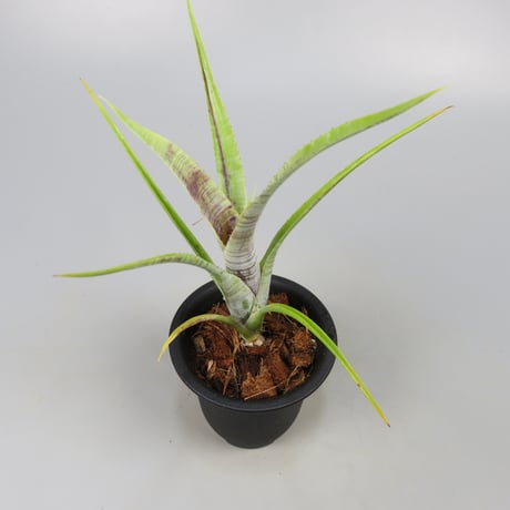 Neoregelia pauciflora Scurfy clone (White form)