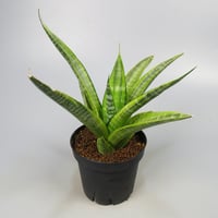 Sansevieria Cordova variegated from Yoky plant