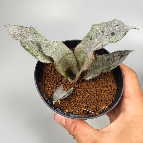 Cryptanthus 'Fire Blush' Bromeliad Cultivar Register (1335)