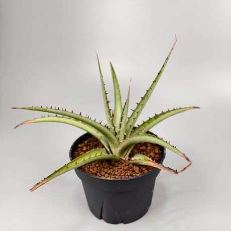 Dyckia sp excelsa ex Satith