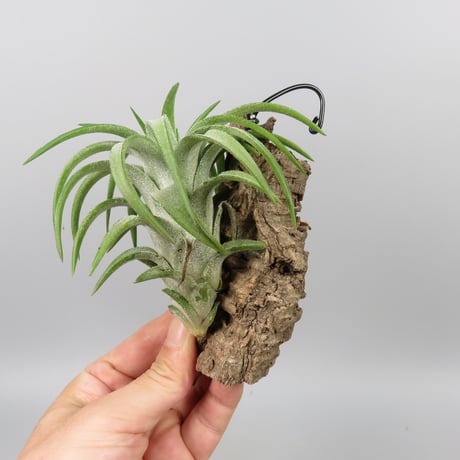 Tillandsia ionantha var. vanhyningii 'Green Dragon'