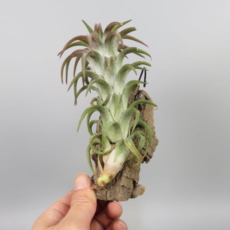 Tillandsia ionantha var. vanhyningii 'Red Dragon'
