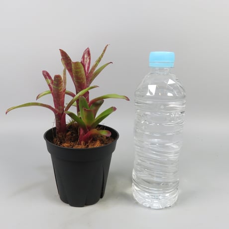 Neoregelia Wild Tiger x Chiquita Linda