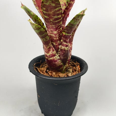 Neoregelia Tiger Sprung